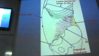 Dr sherif fahmy abdomen 3 quot Inernal oblique amp Transversus abdominis muscles quot [upl. by Intisar]