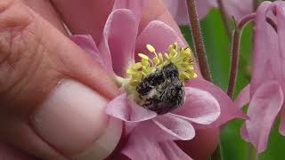 La biodiversità riduce lirritabilità [upl. by Nisa]