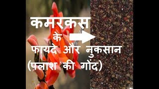 कमरकस के फायदे और नुकसान – kamarkas benefits and side effects in Hindi  kamarkas gond laddu panjiri [upl. by Vincent]