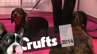 Peter Purves on Dachshunds  Part 1  Crufts 2014 [upl. by Aerbas]