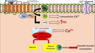 Ipratropium  Mechanism of Action [upl. by Laersi]