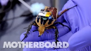 The Cyborg Beetles Designed to Save Human Lives [upl. by Letha]