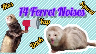 14 Different Noises from Ferrets With Explanations [upl. by Parsifal608]