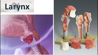 Anatomy of The Larynx Animation MCQ Blood Supply Nerve supply [upl. by Kreitman781]