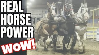 Amazing 3 Horse Hitch Draft Horse Pulls [upl. by Strephon]