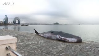 Cop29 replica di una balena arenata compare a Baku [upl. by Anaujit]