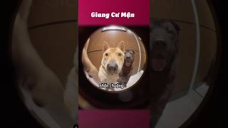 Mở cửa sen ơi 🦮🐕‍🦺giangcuman [upl. by Nolyat]