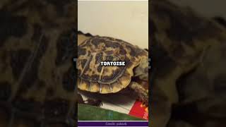 Pancake Tortoise Facts Diet Lifespan amp Price [upl. by Eki]