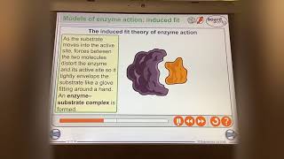 KS5ALEVELBIOLOGYENZYMES INDUCED FIT Theory [upl. by Hobbs203]