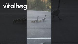 Canadian Goose Walk Chicks Across Freeway  ViralHog [upl. by Ahsiemat920]