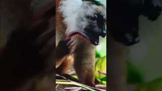 Lemurs gets high from chewing on a centipede Lol [upl. by Atiuqin]