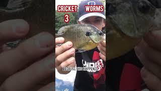 What catches more fish Cricket LURE or WORMS [upl. by Annmaria]