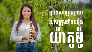 ប្រេងសណ្តែកផ្កាយអូរសោម  Osoam Sacha Ichi Oil [upl. by Kiah506]