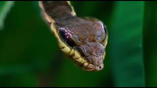 This caterpillar disguises itself as a snake to scare off predators [upl. by Oniratac798]