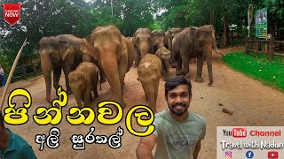 Pinnawala Elephant Orphanage  Rotaract Club of Uva Wellassa University  Badulla [upl. by Norved116]