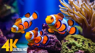 Aquarium 4K VIDEO ULTRA HD 🐠 Beautiful Coral Reef Fish  Relaxing Sleep Meditation Music 41 [upl. by Saffian]