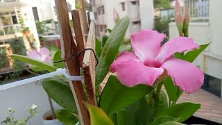 Mandevilla Plant care [upl. by Hulburt]