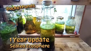 Self Sustaining Aquarium Jar  1 Year Sealed Update [upl. by Slavic891]