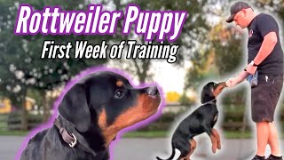 Best Rottweiler Puppy Training  1st Week of Training [upl. by Shepherd]