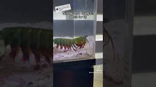 MANTIS SHRIMP punch in SLOWMO [upl. by Aniras]