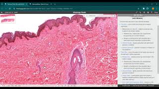 Glándulas exocrinas  sudorípara y submandibular  Histology guide  JINV [upl. by Ttenrag]