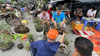 BONSAI CHỈ 500K  ĐẸP MÀ RẺ THÌ BÁN HẾT NGAY NHỮNG CÂY BONSAI MINI RẤT ĐẸP CỦA ANH TUYÊN [upl. by Procora]