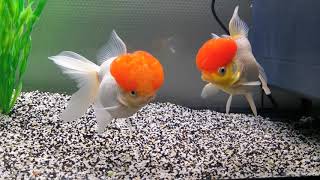 Goldfish Oranda Red Cap  Poissons Japonais [upl. by Ysus]