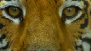 Découvrez le Tigre de Bengale dans ce magnifique documentaire [upl. by Alexi21]