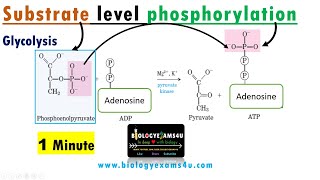 What is Substrate Level Phosphorylation Its role in ATP production with example [upl. by Hcnarb]