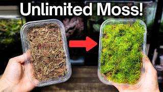 How To Grow Sphagnum Moss  Easy Beginner Method [upl. by Anyzratak]