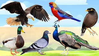 Learn Bird names  Educational Video for Kids  Names of Birds for Toddlers  KG  PreKG  Rhymes [upl. by Ydnil]