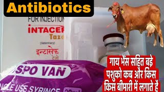 Intacef Tazo Injection  how to use intacef tazo injection uses in hindi  Veterinary Injection [upl. by Jarlath]