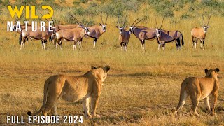 WILD NAMIBIA  The Struggle for Survival in the Vast Desert  Animal documentary [upl. by Audris]