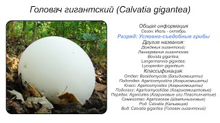 Головач гигантский Calvatia gigantea [upl. by Shulock716]