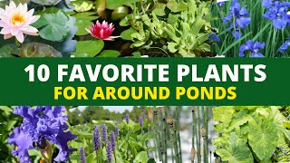 FASTEST growing pond plant Water hyacinth [upl. by Malchy]