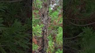 Cryptomeria turning brown Phomopsis Blight [upl. by Ayekram]