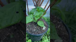 Pepper Plant overwintering success then fail then success again peppers gardening [upl. by Kcaj]