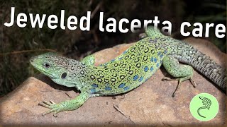 Jeweled Lacerta  Timon lepidus  Care Guide [upl. by Asillim221]