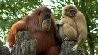 Orangutan Loves Gibbon Baby  Cincinnati Zoo [upl. by Arim]