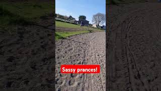 1801 Sassy prances  newzealand horsefarm [upl. by Ieppet26]