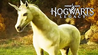 Legendäre EINHORN fangen  HOGWARTS LEGACY Gameplay Deutsch 55 [upl. by Htebyram]