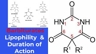 structureactivity relationship SAR of barbiturates [upl. by Ferullo]