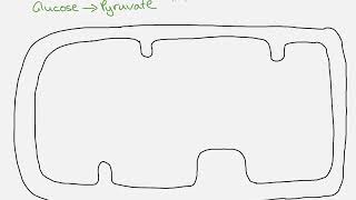 A2 Biology  respiration overview [upl. by Nauhs484]