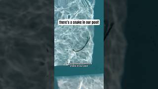 there’s a SNAKE in our pool 🐍😳 [upl. by Godfree]