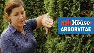 All About Arborvitaes  Ask This Old House [upl. by Meriel]