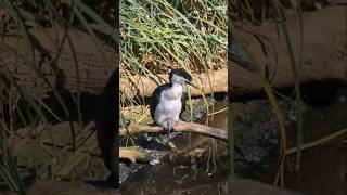 Cormorant bird wildbirds cormorants nature birds [upl. by Adnoryt]