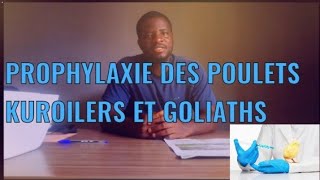 PROPHYLAXIE MÉDICALE DES POULETS KUROILERS ET GOLIATHS [upl. by Proud]