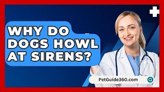 Why Do Dogs Howl At Sirens  PetGuide360com [upl. by Hashum179]