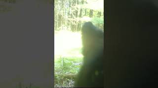 Black Bear Examines the Trail Camera [upl. by Adnwahsor]