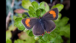 Saving Devons Treescapes  Brown Hairstreak Training [upl. by Ellehsat66]